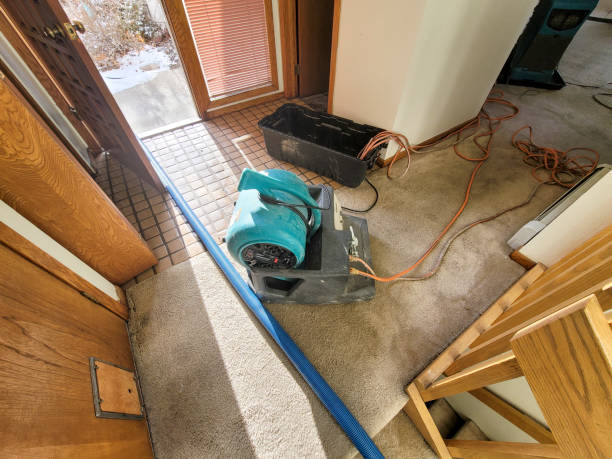 Best Mold removal after water damage  in Malakoff, TX