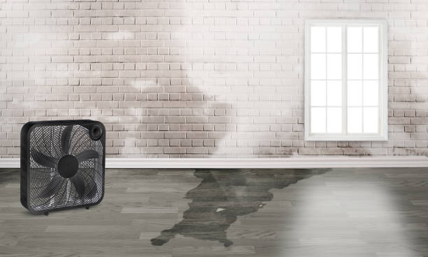 Best Basement water damage restoration  in Malakoff, TX